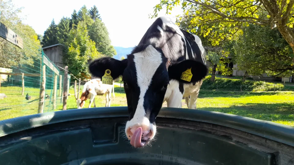 Foto Ferienhaus Strohschneider